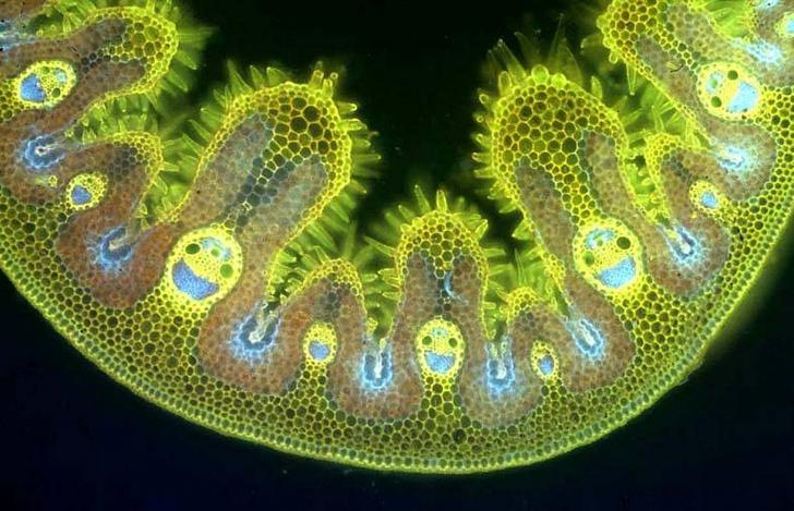 If youre having a bad day, here are some grass cells