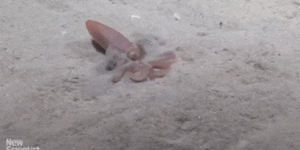 Mollusk Digging Into The Sand