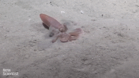 Mollusk Digging Into The Sand