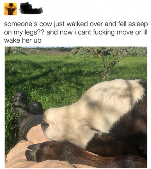This cow naps.