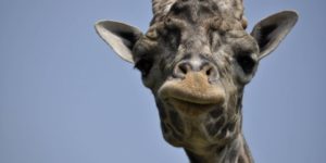 The internet needs more giraffes.