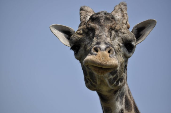 The internet needs more giraffes.