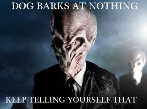 Dog barking at nothing?
