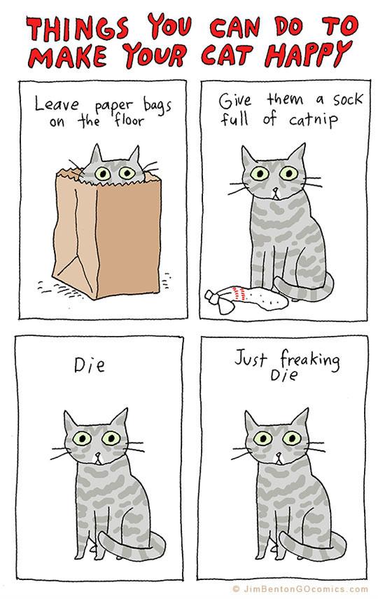 Things you can do to make your cat happy.