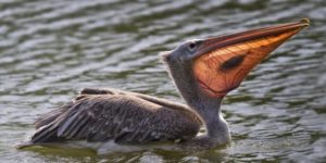 When the sun hits the pelican’s beak just right