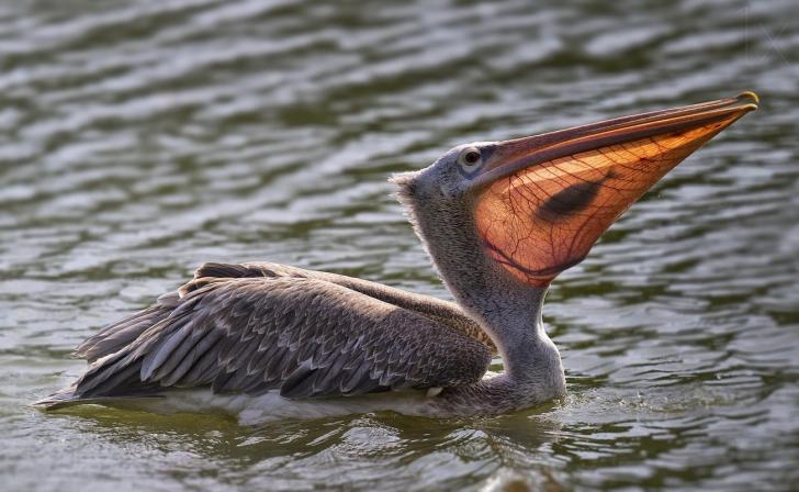 When the sun hits the pelican's beak just right