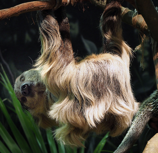 With their stellar hair and docile demeanor, slowbears are routinely used as hair models. This one is posing for an ad for Panteene Slo-V.