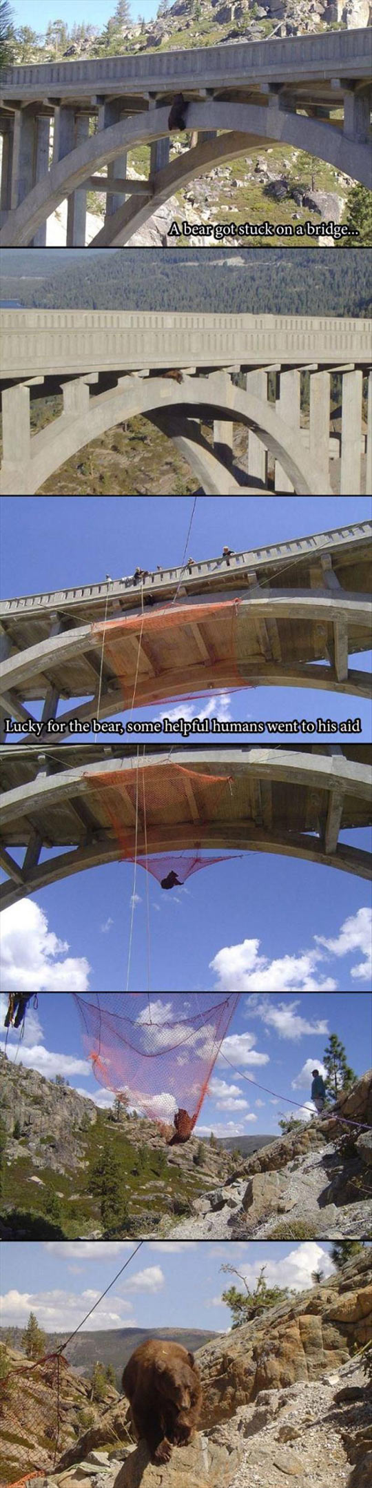 A bear got stuck on a bridge. Bear was brave.