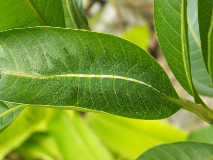 Can you spot the Baron Caterpillar?