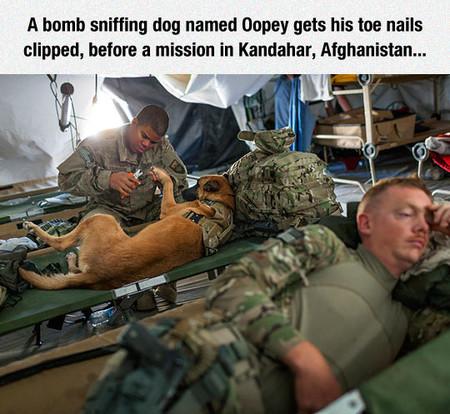 A Bomb Sniffing Dog Named Oopey