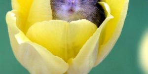 Harvest Mice love the smell of pollen and often fall asleep inside flowers