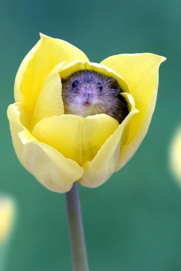 Harvest Mice love the smell of pollen and often fall asleep inside flowers