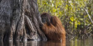 National Geographic’s 2017 Nature Photography Contest Winner