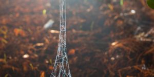 A Spider’s interpretation of the Eiffel Tower.