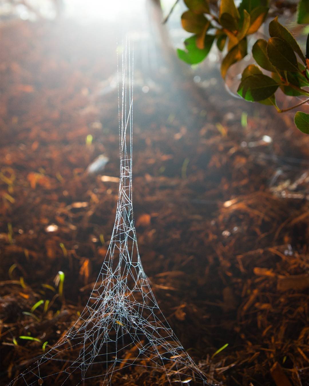 A Spider's interpretation of the Eiffel Tower.