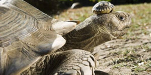 140 year old mom with her 5 day old son.