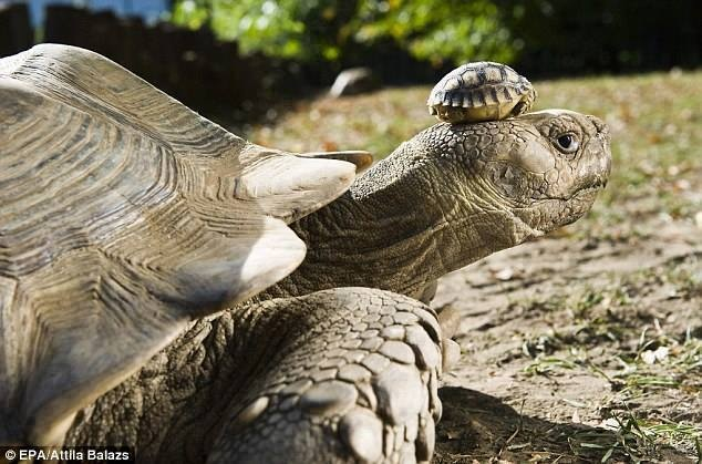 140 year old mom with her 5 day old son.