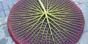 What the underside of a water lily looks like