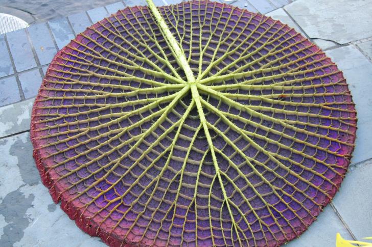 What the underside of a water lily looks like