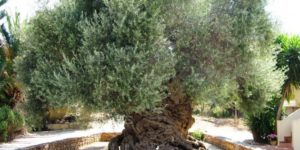 2,000 year old Olive tree in Greece