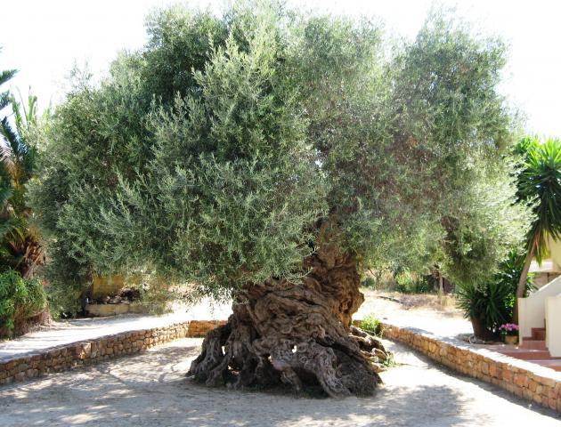 2,000 year old Olive tree in Greece