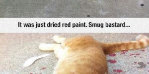 Saw a cat bleeding out