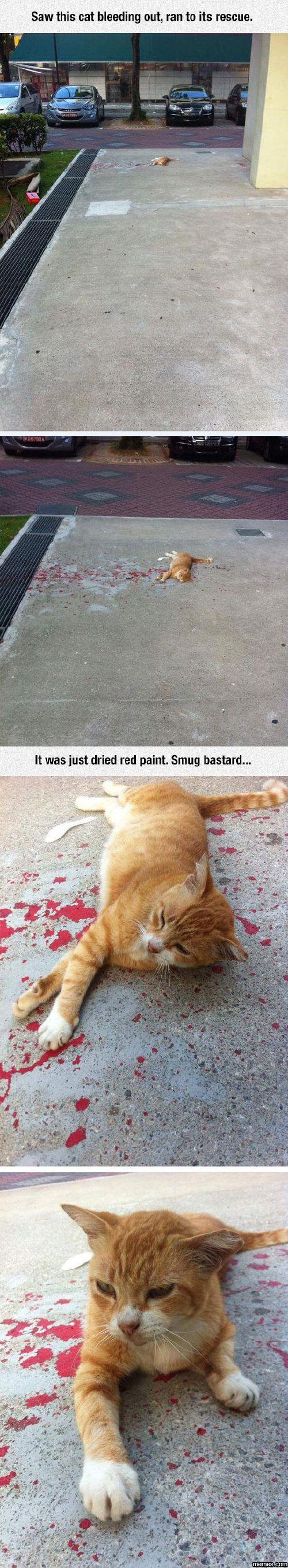 Saw a cat bleeding out