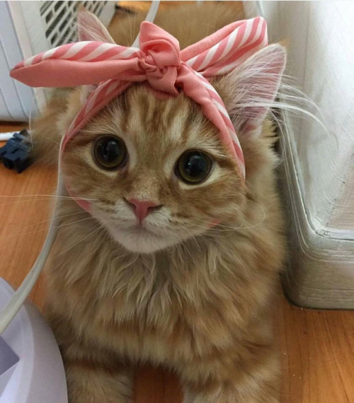 Yes We Cat!