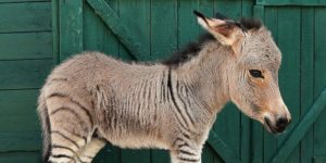 Half zebra half donkey. He’s a little zonkey…