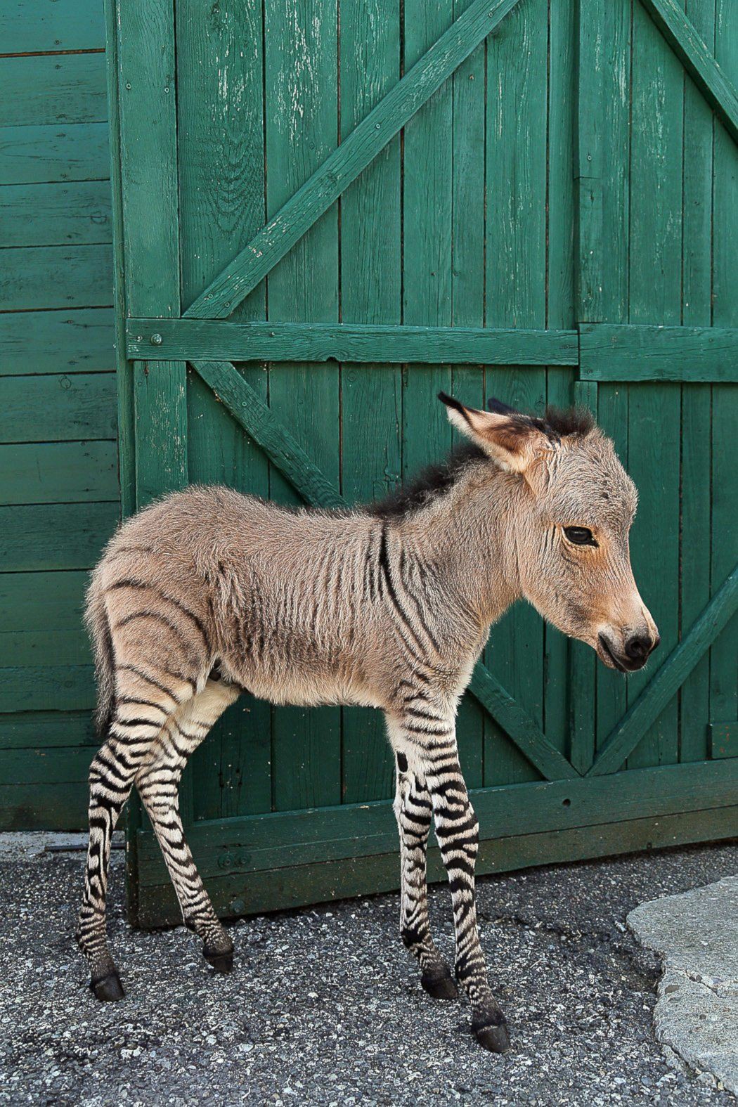 Half zebra half donkey. He's a little zonkey...