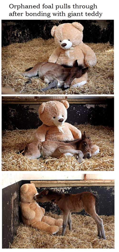 Saving an orphaned foal.