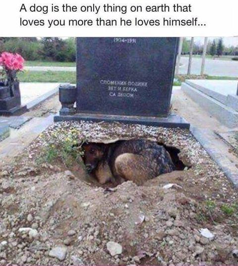 That's why I love dogs