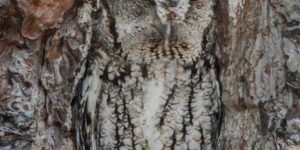 Screech Owl becomes one with the tree.