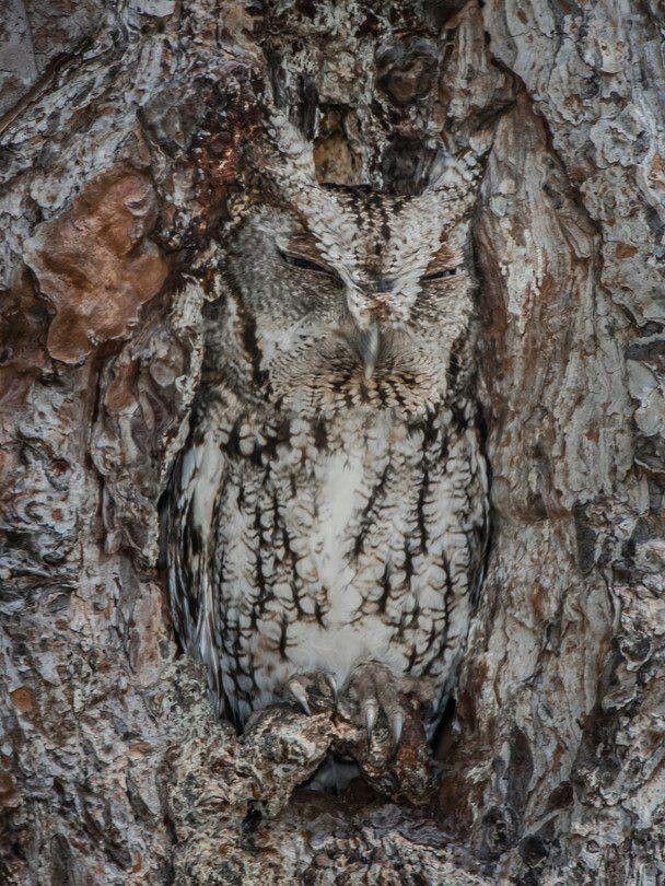 Screech Owl becomes one with the tree.