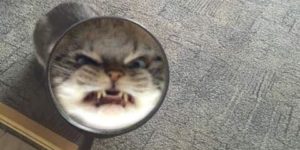 As you can clearly see, this cat is very angry.