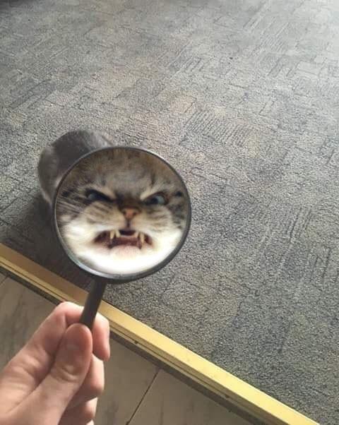 Very Angry Cat 