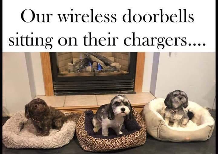 Alexa, activate bork.