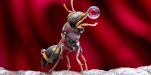 A wasp having a quick drink before stopping by your BBQ.