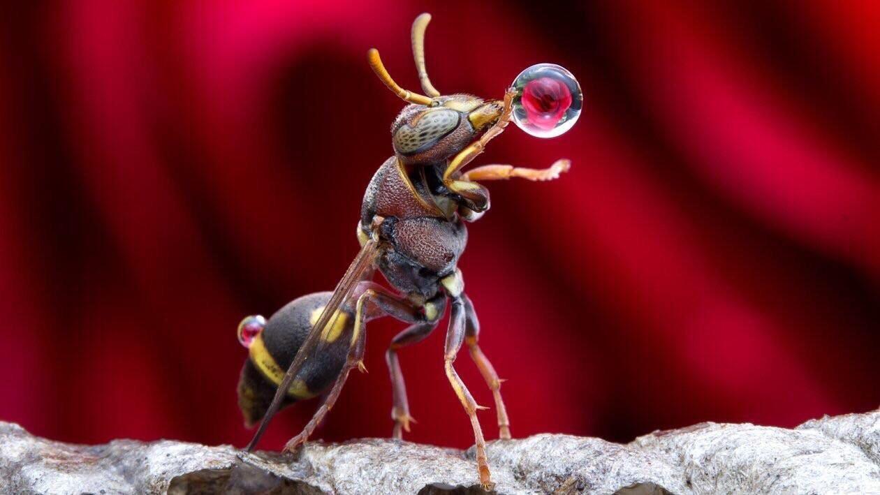 A wasp having a quick drink before stopping by your BBQ.