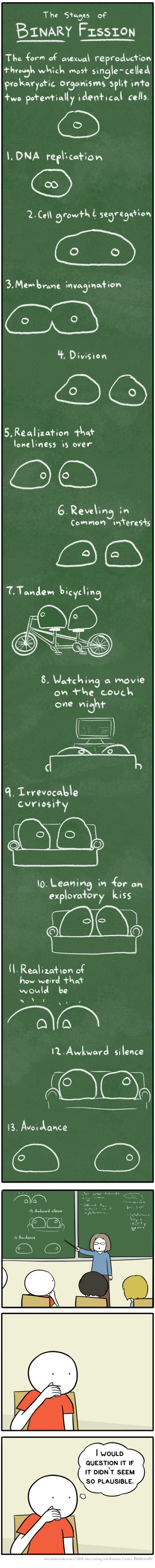 The stages of binary fission.