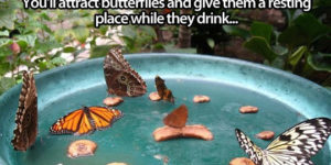 Homemade butterfly feeder.