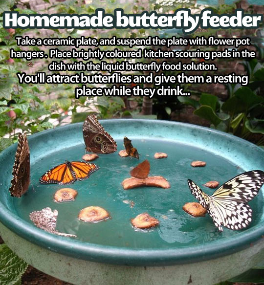 Homemade butterfly feeder.