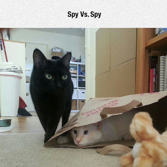 Spy vs spy