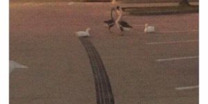 88 ducks per hour…