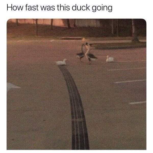 88 ducks per hour...