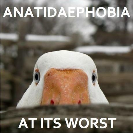 Anatidaephobia.