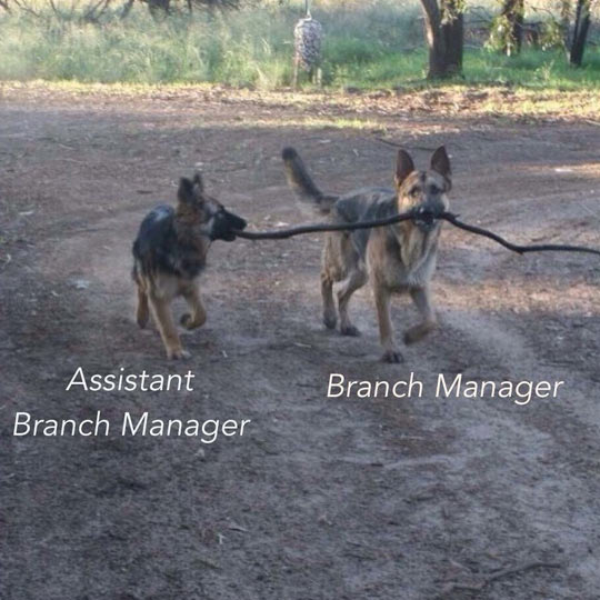 Two Dogs At Work