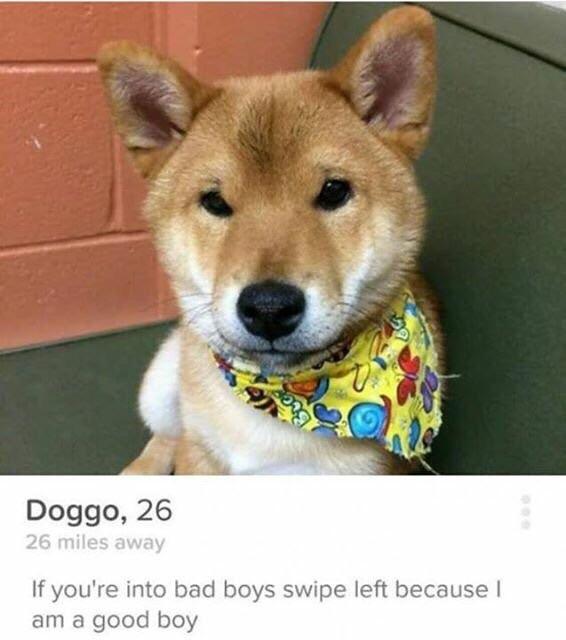 Tinder pupper pulling a sneak