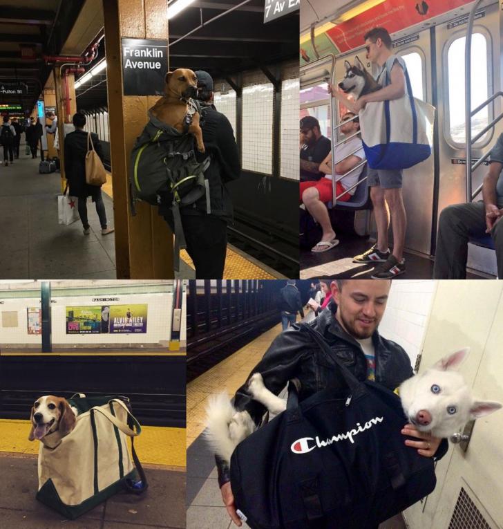 When NYC bans dogs on the subway unless they fit in a bag, the people find a solution.