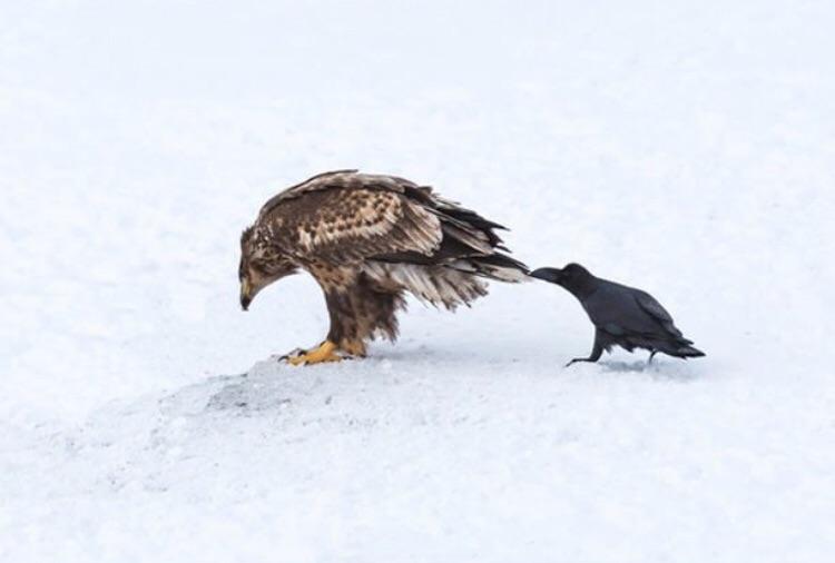 Crows are cheeky buggers.